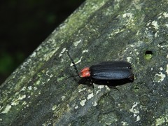 Pyrocoelia sanguiniventer