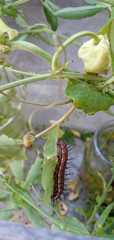 Dione vanillae