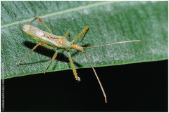 Atopozelus