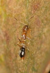 Franklinothrips