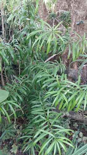 real yellowwood