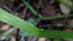 Crypsiphona ocultaria