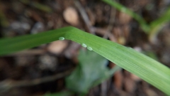 Crypsiphona ocultaria