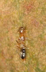 Franklinothrips