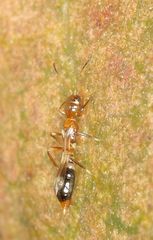 Franklinothrips