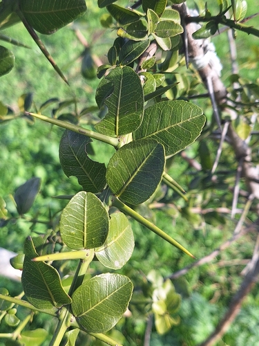 Scutia buxifolia, photograph 4