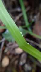 Crypsiphona ocultaria