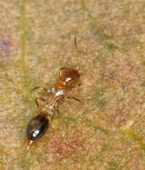 Franklinothrips