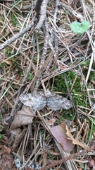 Paradarisa consonaria