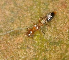 Franklinothrips