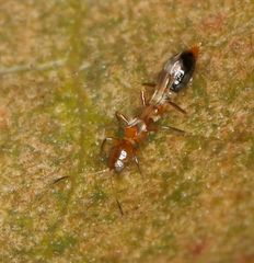 Franklinothrips