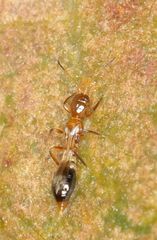 Franklinothrips