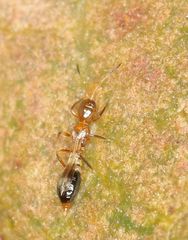 Franklinothrips