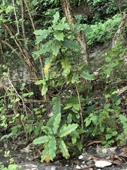 Photinia serratifolia