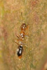 Franklinothrips
