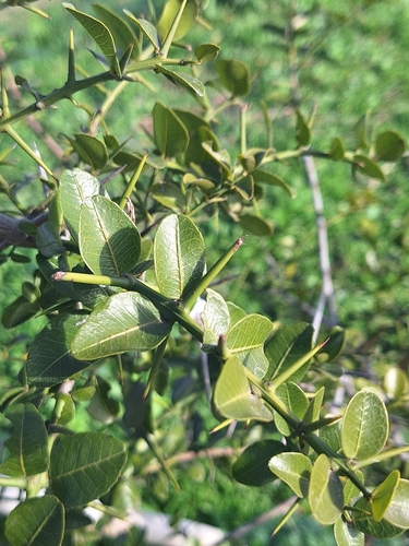 Scutia buxifolia, photograph 5