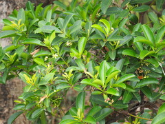 Euonymus cochinchinensis