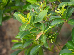 Euonymus cochinchinensis