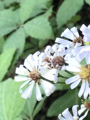 Symphyotrichum drummondii
