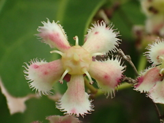 Euonymus cochinchinensis