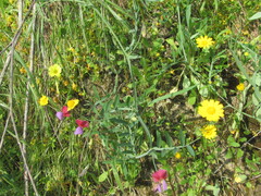 Lathyrus clymenum, photograph (c) zebedeugalinha, some rights reserved (CC BY)