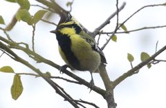 Machlolophus xanthogenys