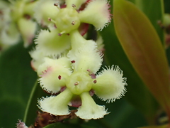 Euonymus cochinchinensis