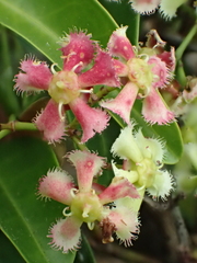 Euonymus cochinchinensis