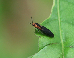 Lacon discoideus