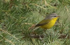 Phylloscopus xanthoschistos