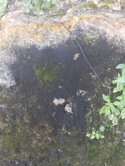 Bryophyta