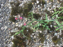 Lathyrus clymenum, photograph (c) zebedeugalinha, some rights reserved (CC BY)