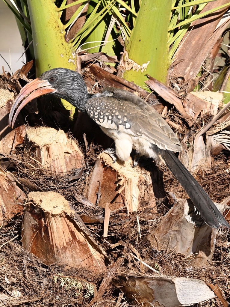 Monteiro's Hornbill