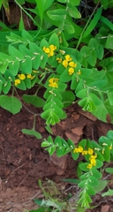 Crotalaria hebecarpa
