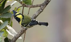 Machlolophus xanthogenys