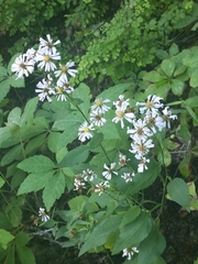 Symphyotrichum drummondii