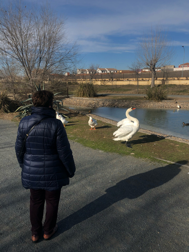 iNaturalist image