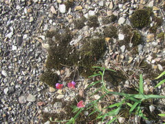 Lathyrus clymenum, photograph (c) zebedeugalinha, some rights reserved (CC BY)