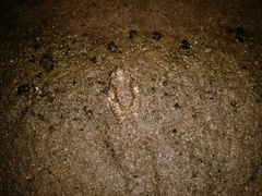 Anaxyrus microscaphus