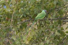 Psittacula himalayana