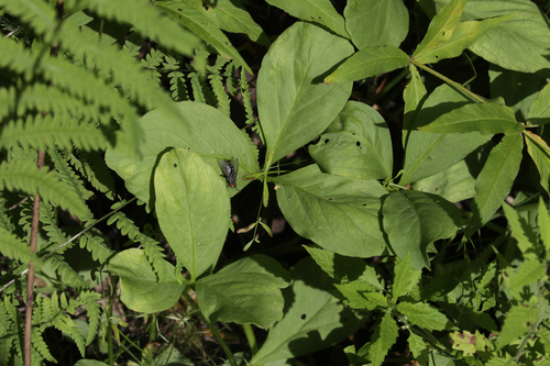 Наблюдение на iNaturalist