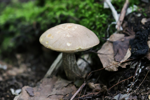Наблюдение на iNaturalist