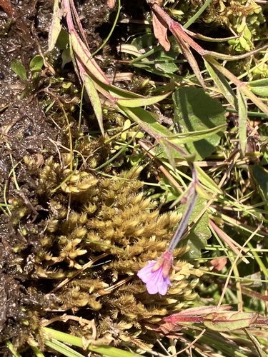 Philonotis seriata observed 2026-07-22