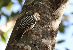 Dendrocoptes auriceps