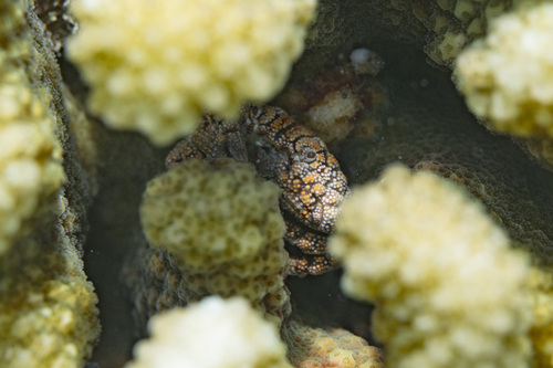 showy xanthid crab