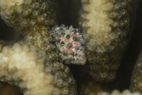 Morula uva, 2026-07-14