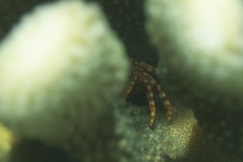 Trapezia observed 2026-07-14