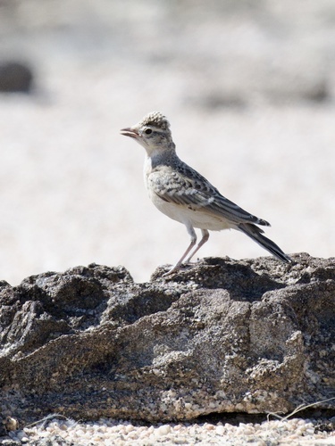 Stark's Lark