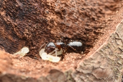 Camponotus itoi