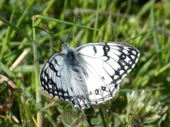 Melanargia arge